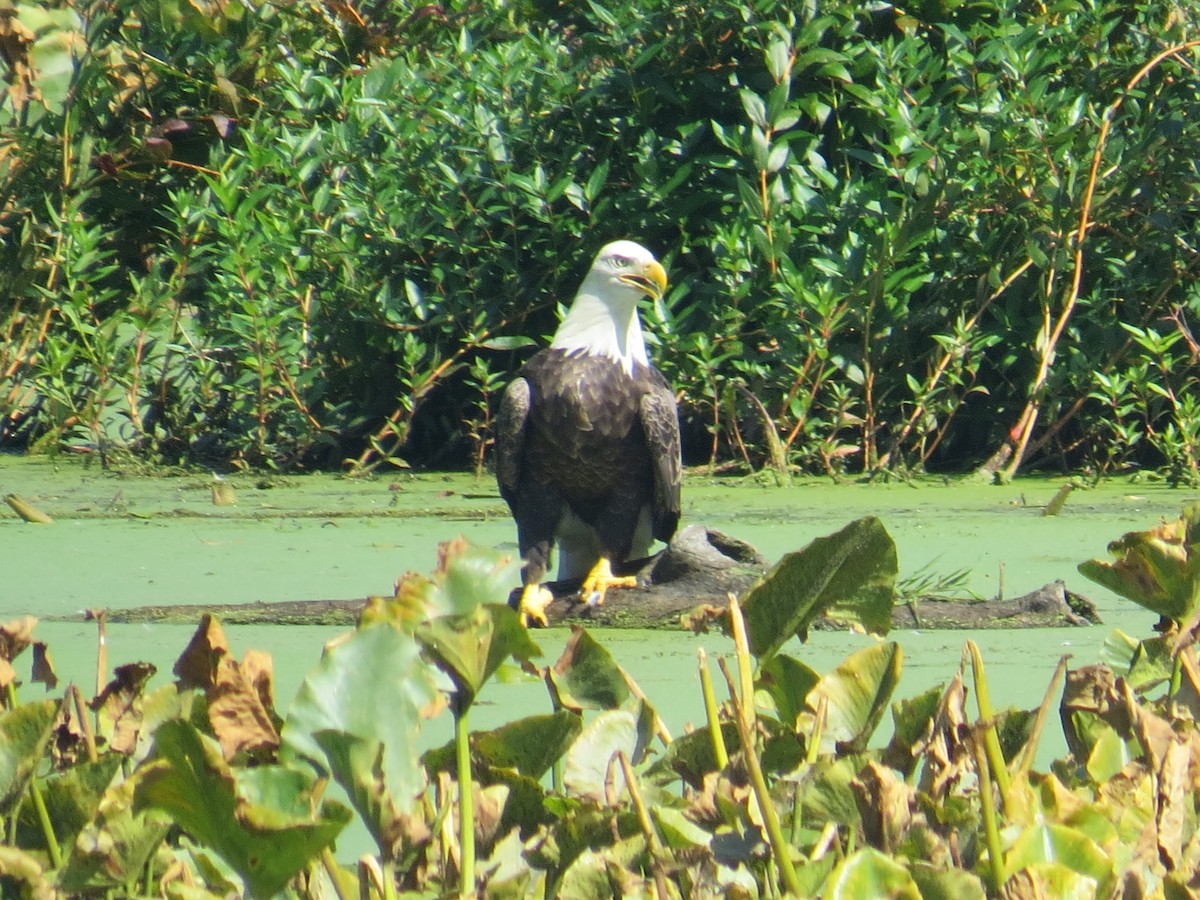 Weißkopf-Seeadler - ML608530106