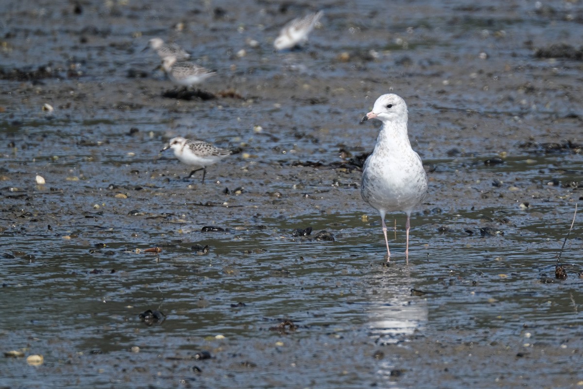 Gaviota de Delaware - ML608530115