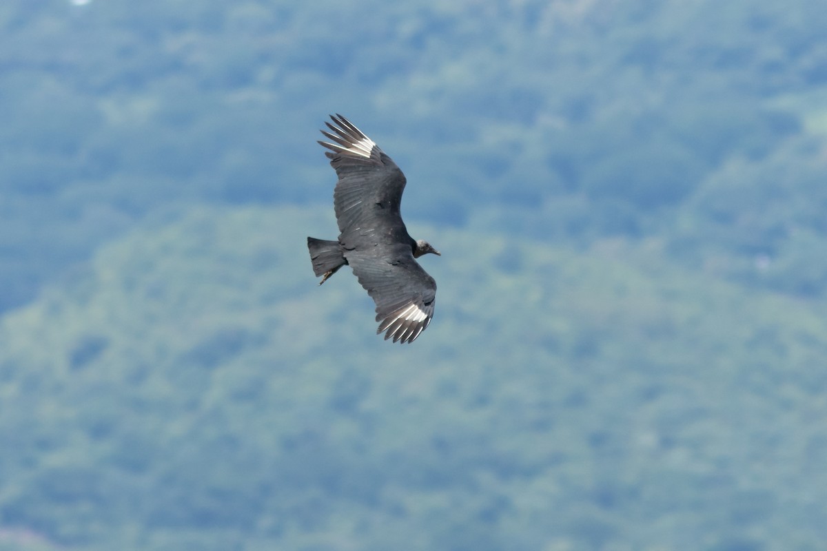 Black Vulture - ML608530145