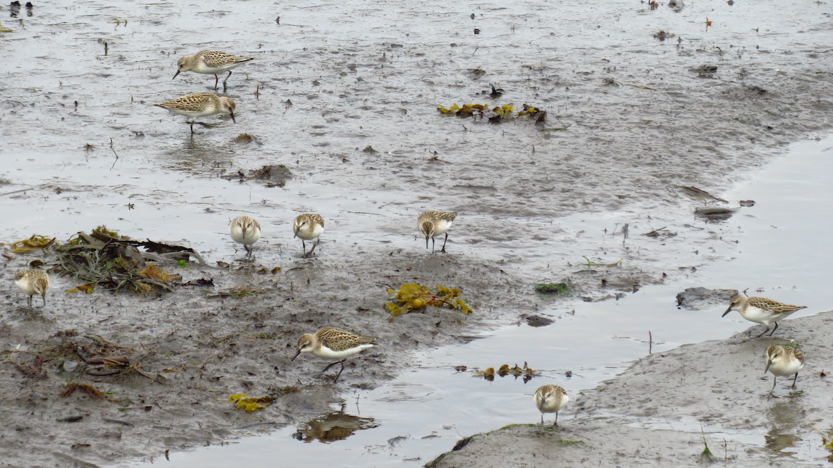 Semipalmated Sandpiper - Peter Fraser