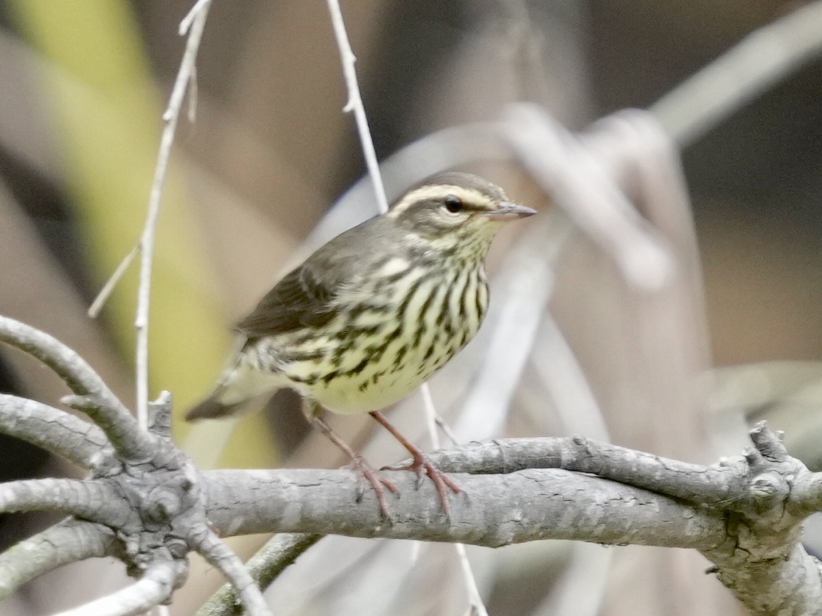 Northern Waterthrush - ML608530200