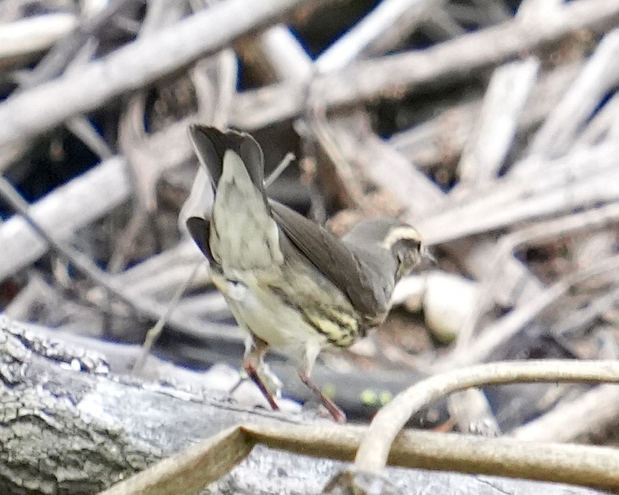 Northern Waterthrush - Don Hoechlin