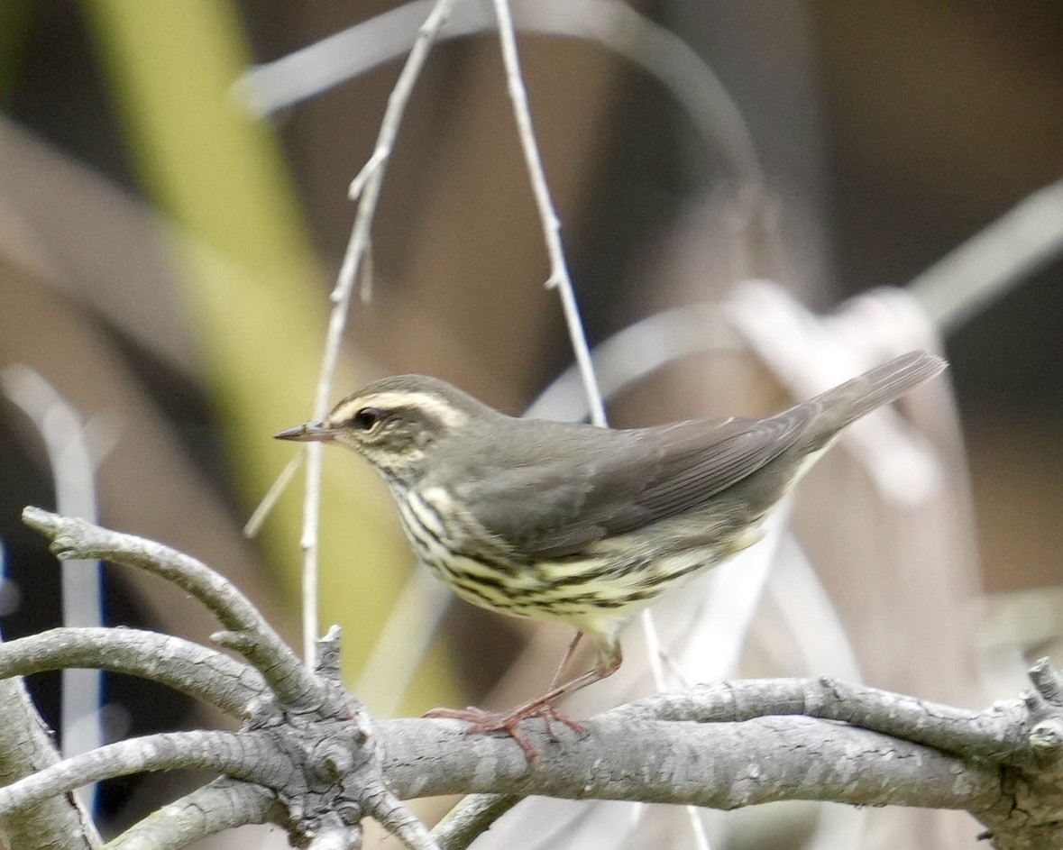 Northern Waterthrush - ML608530203