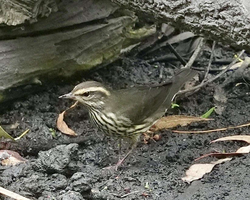 Northern Waterthrush - ML608530204