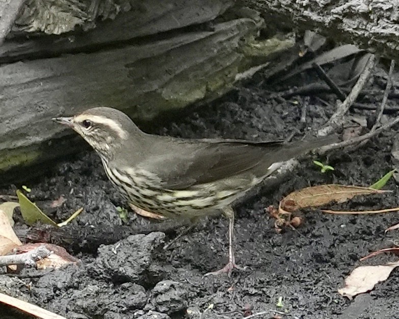 Northern Waterthrush - ML608530206