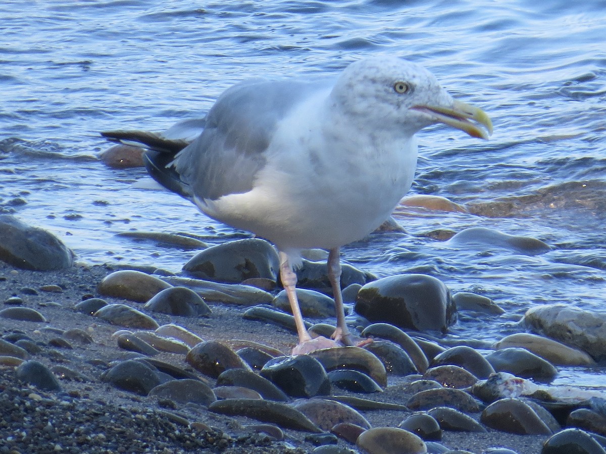 Gaviota Argéntea - ML608530226