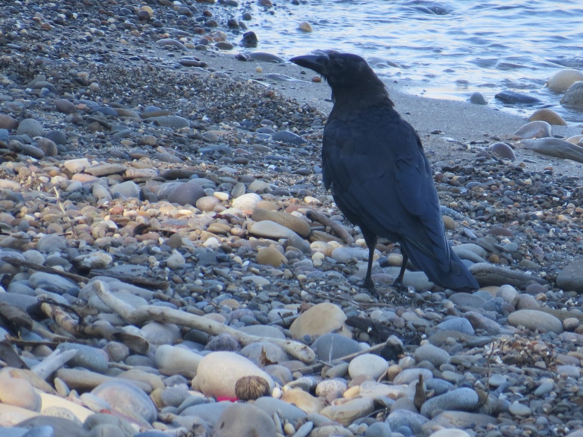 American Crow - ML608530231