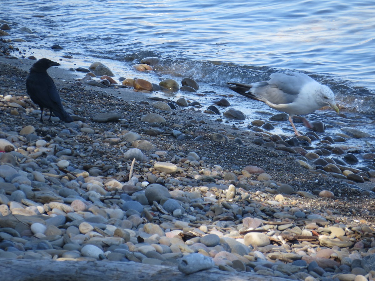 Herring Gull - ML608530244