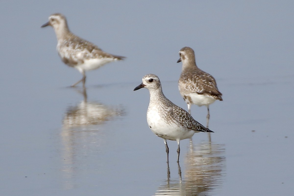 Black-bellied Plover - Nancy Villone