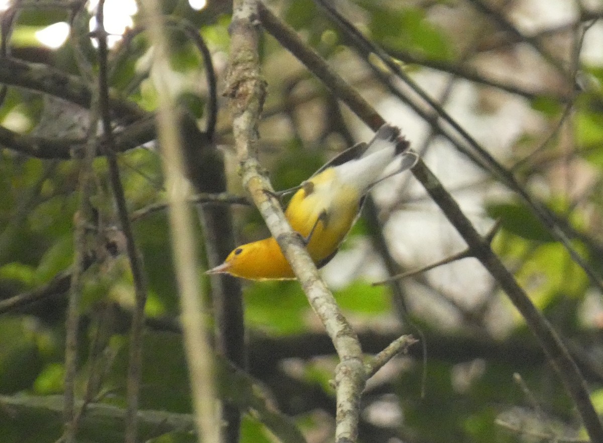 Prothonotary Warbler - ML608530356