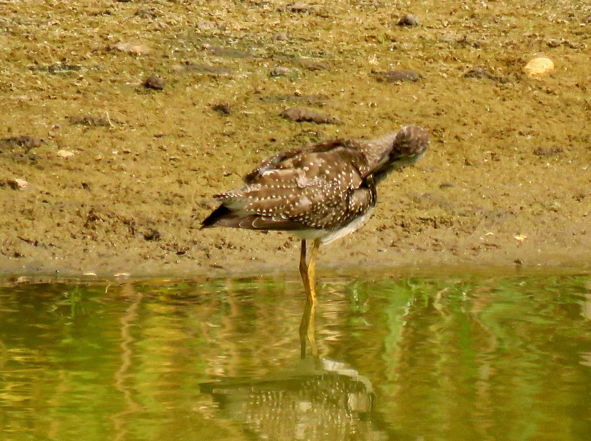 Greater Yellowlegs - ML608530426