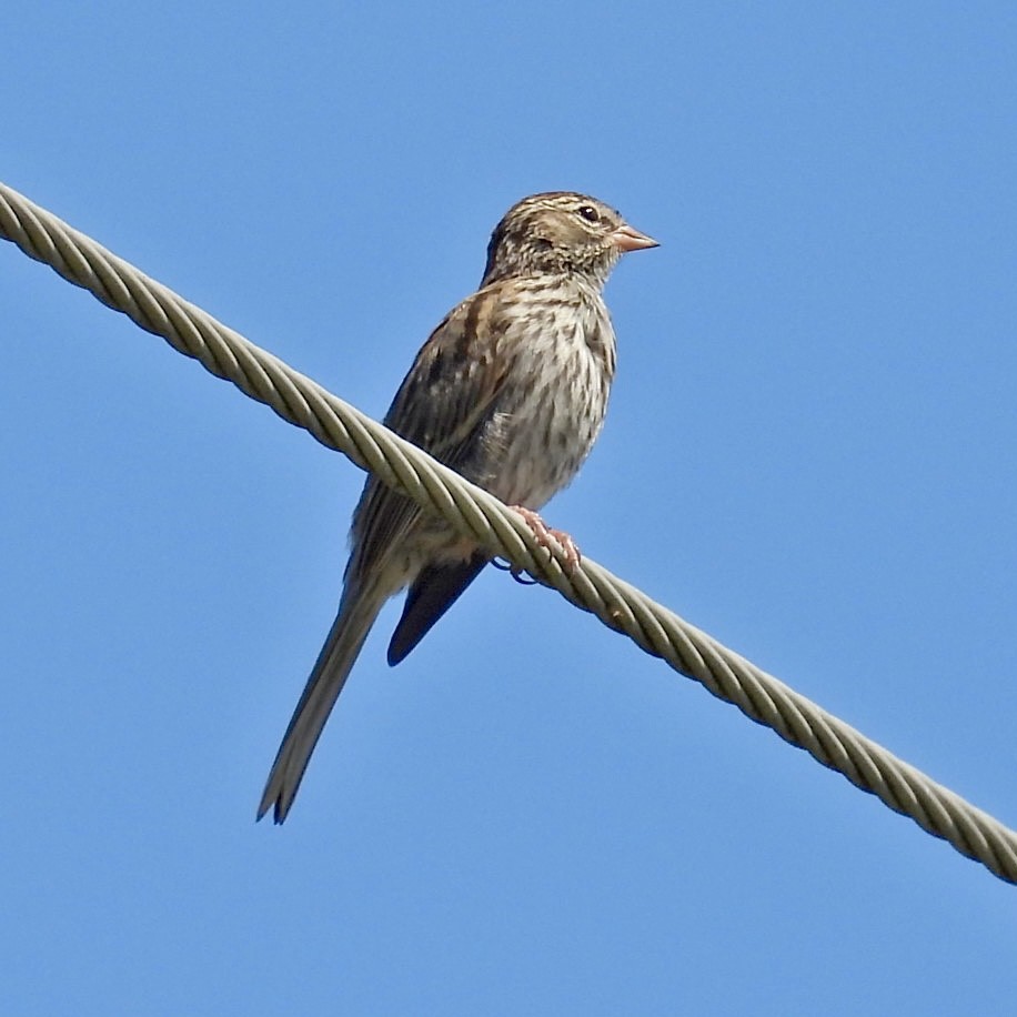 Chipping Sparrow - ML608530457