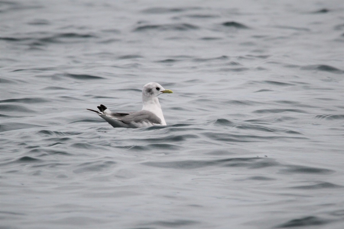 Mouette tridactyle - ML608530510