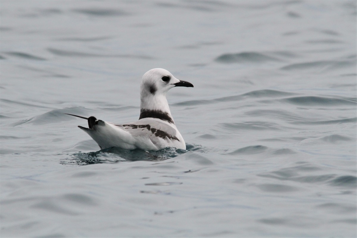 Mouette tridactyle - ML608530512