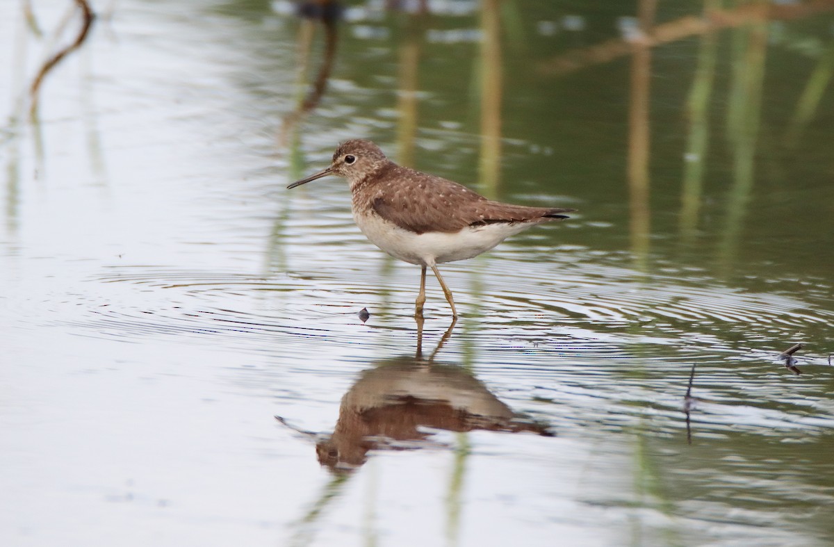 Solitary Sandpiper - ML608530517