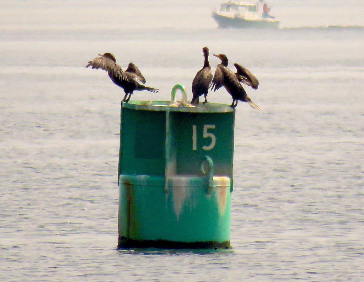 Double-crested Cormorant - ML608530518