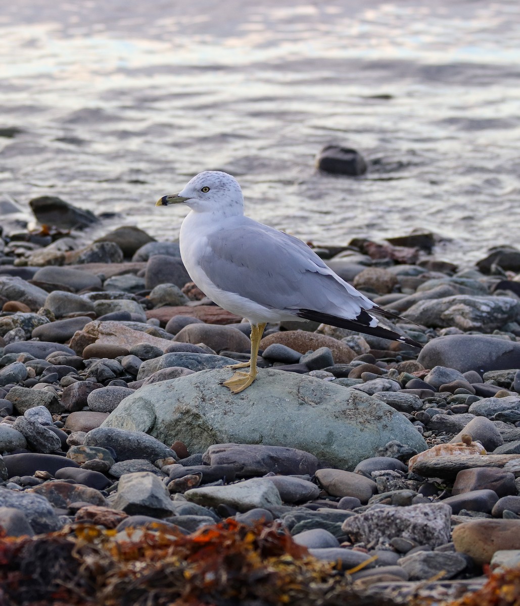 Ring-billed Gull - ML608530523
