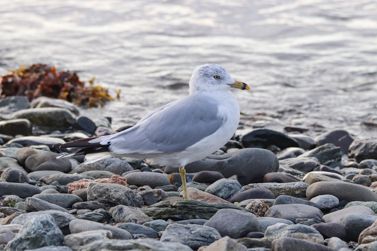 Ring-billed Gull - Zachary Holderby