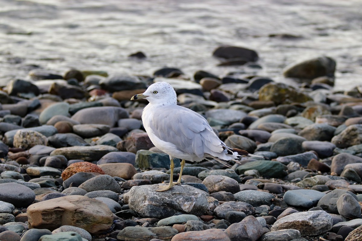Ring-billed Gull - ML608530527