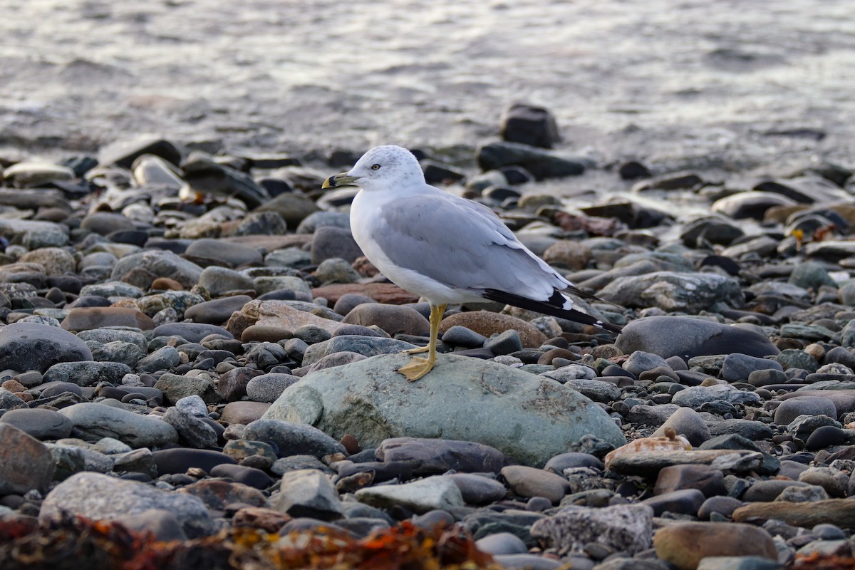 Ring-billed Gull - ML608530528