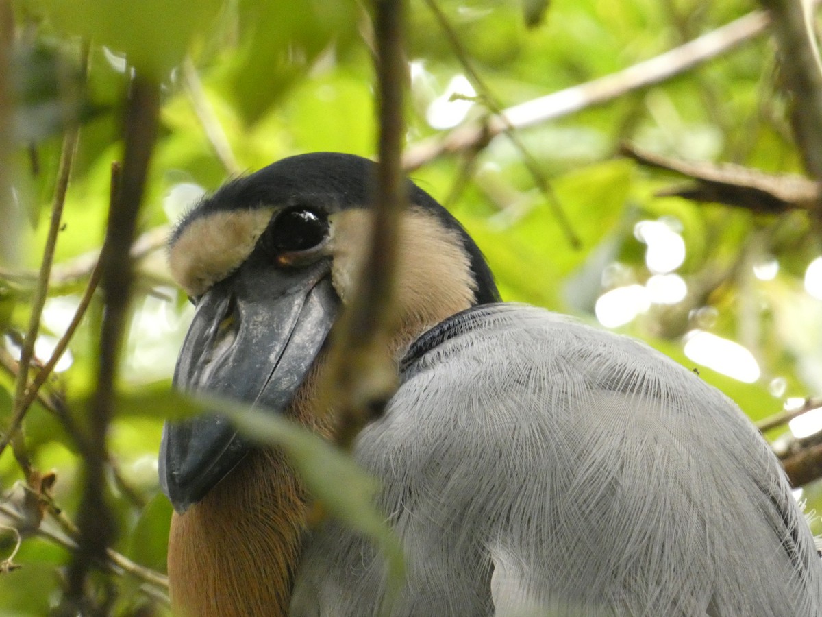 Boat-billed Heron - ML608530606