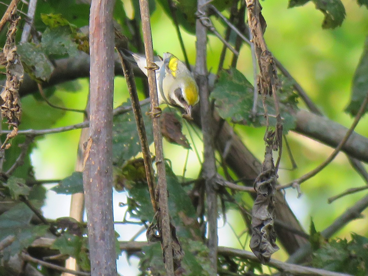 Golden-winged Warbler - ML608530671