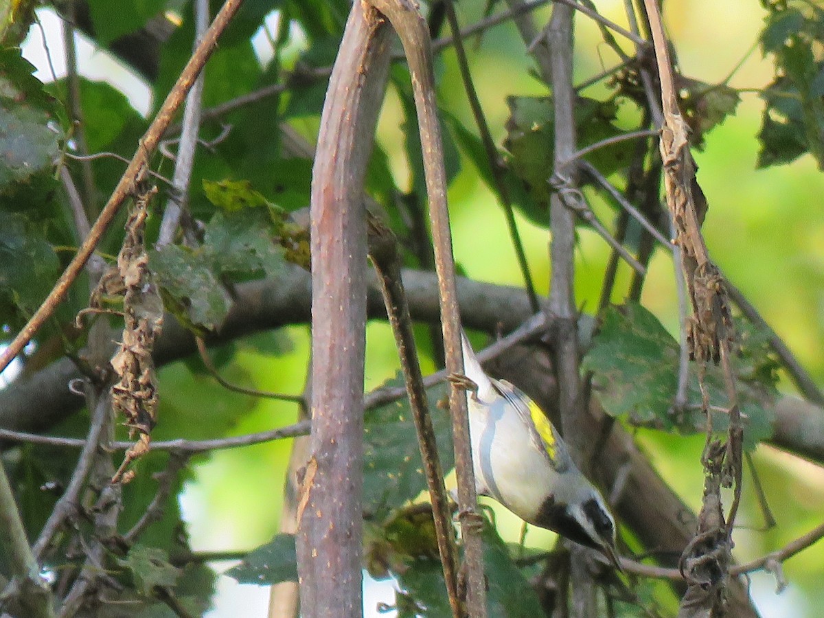 Golden-winged Warbler - ML608530672