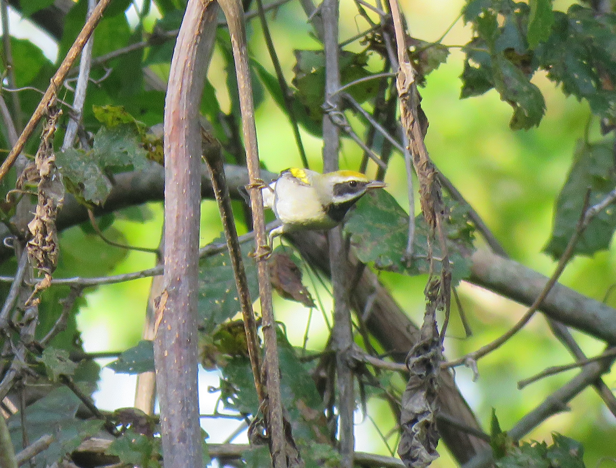 Golden-winged Warbler - ML608530676