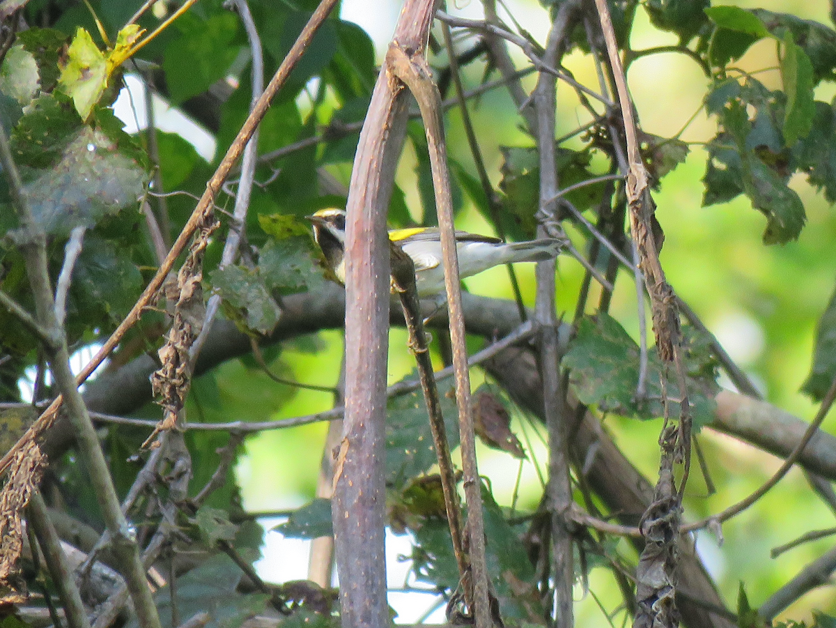 Golden-winged Warbler - ML608530677