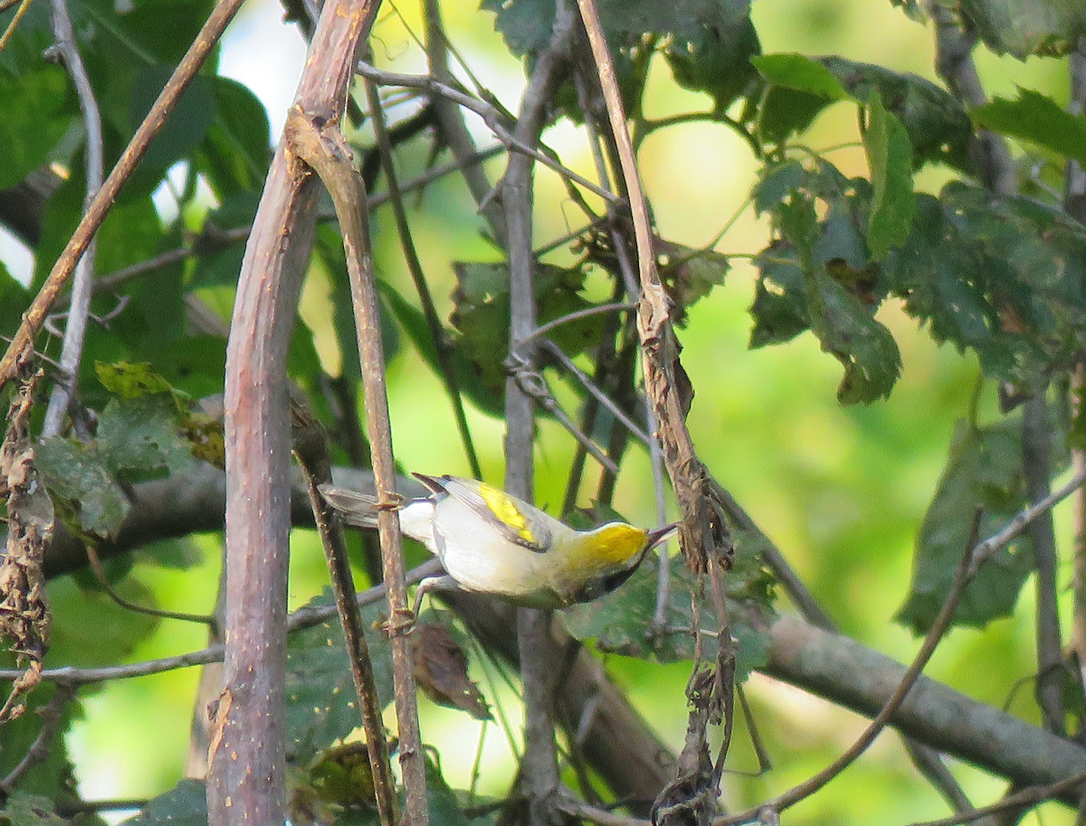 Golden-winged Warbler - ML608530680