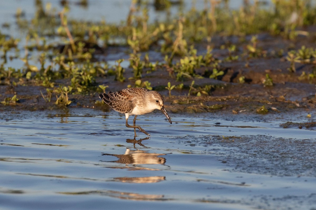 Western Sandpiper - ML608530685