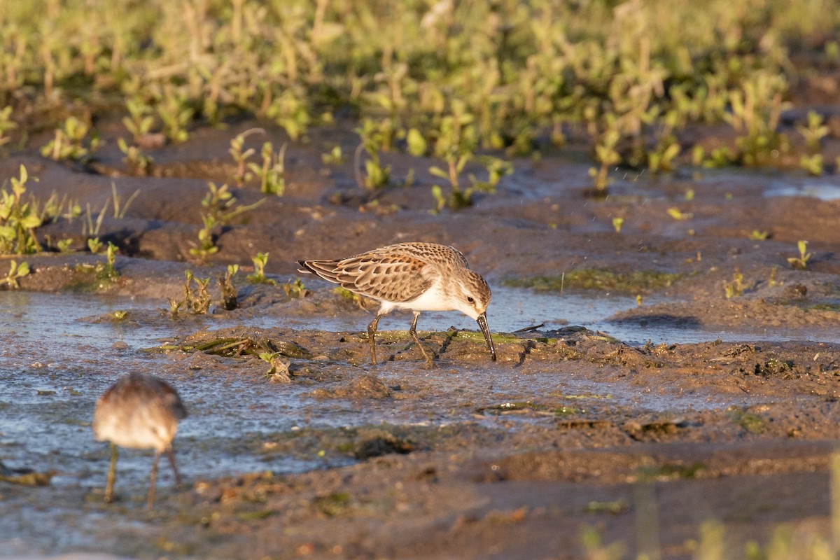 Western Sandpiper - ML608530687