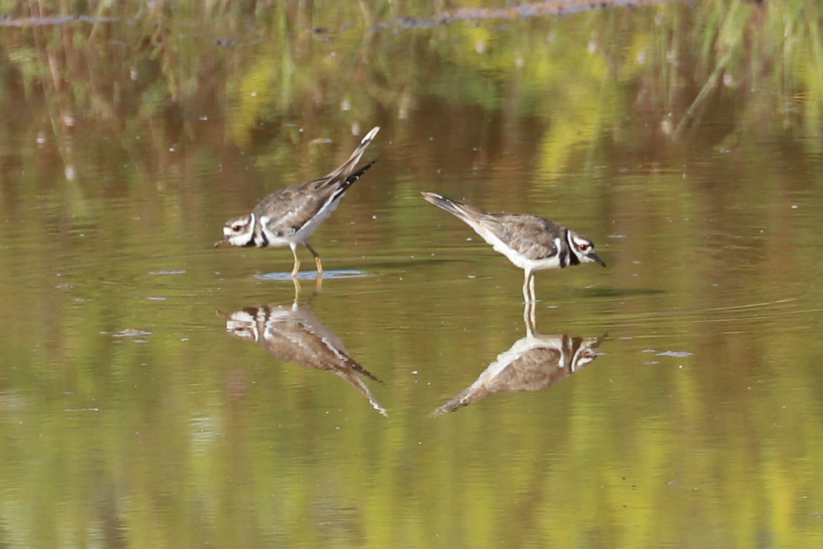 Killdeer - ML608530726