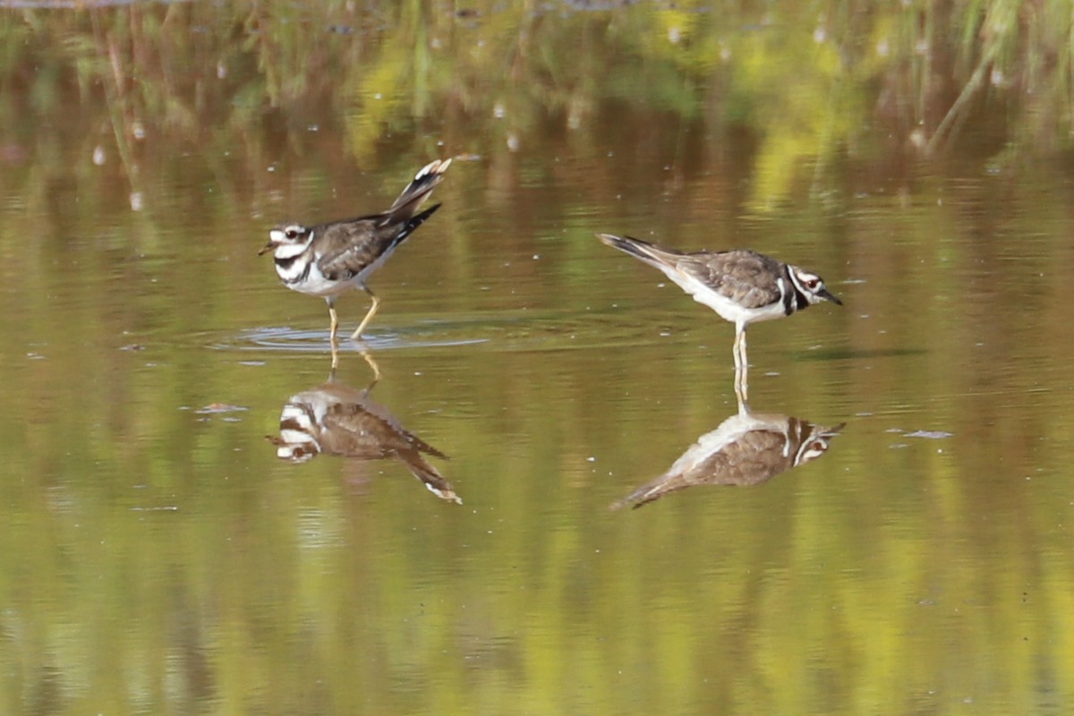 Killdeer - ML608530727