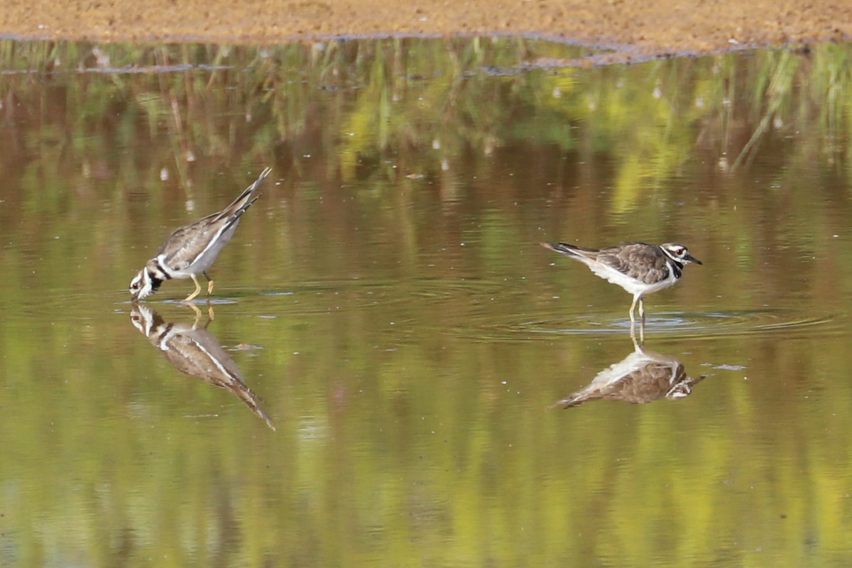 Killdeer - ML608530728