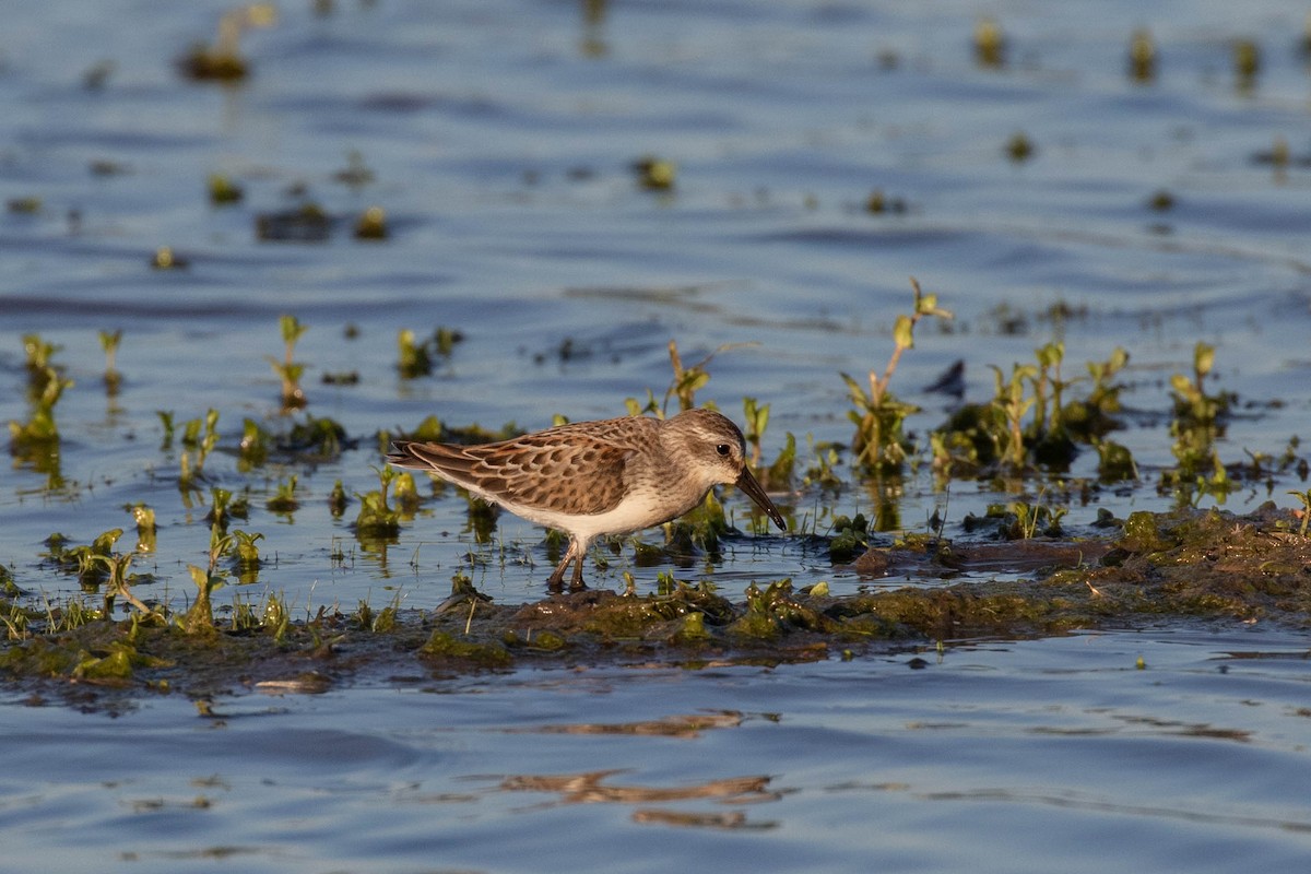 Western Sandpiper - Dorna Mojab