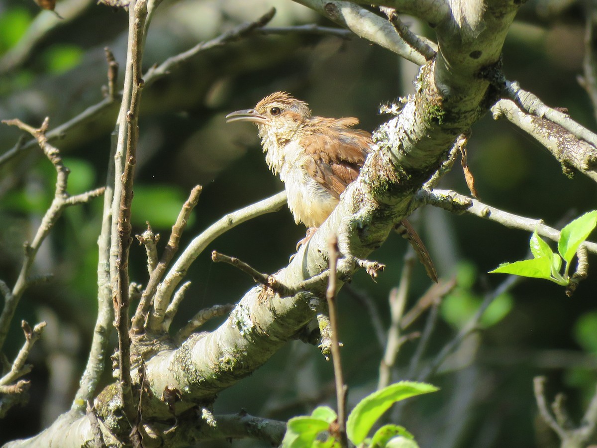 Carolina Wren - ML608530761