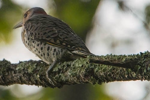 Northern Flicker - ML608530788