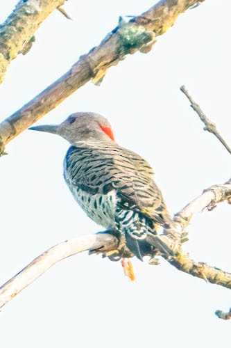 Northern Flicker - ML608530789