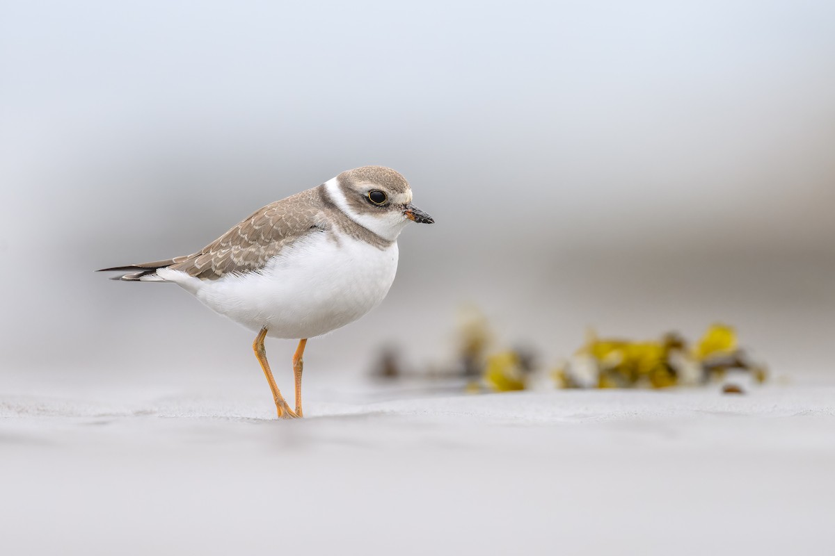 Semipalmated Plover - ML608530851