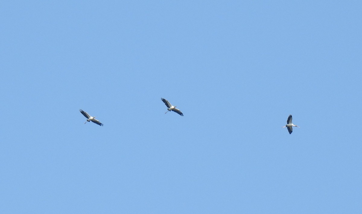 Wood Stork - ML608530941