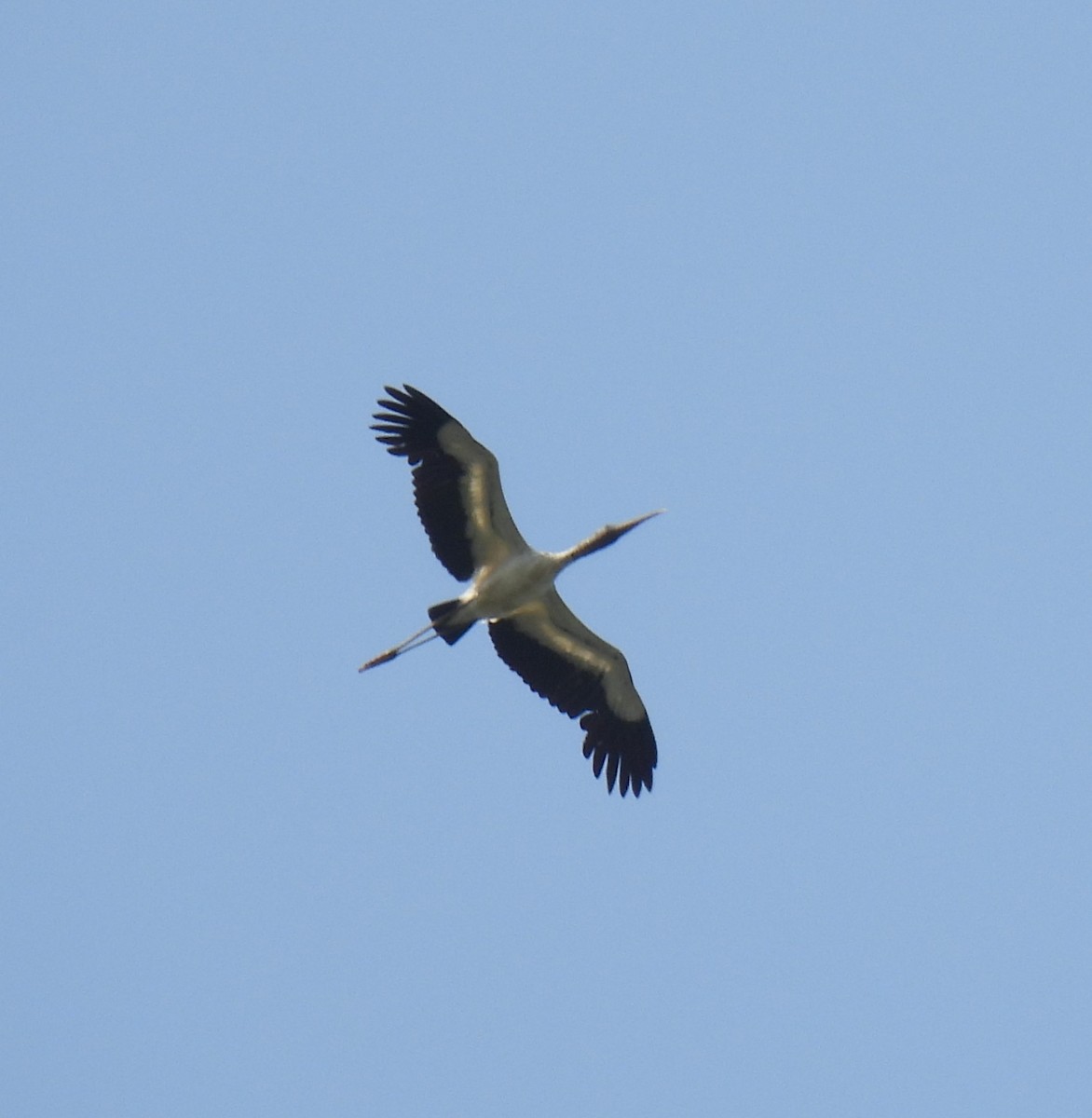 Wood Stork - ML608530944