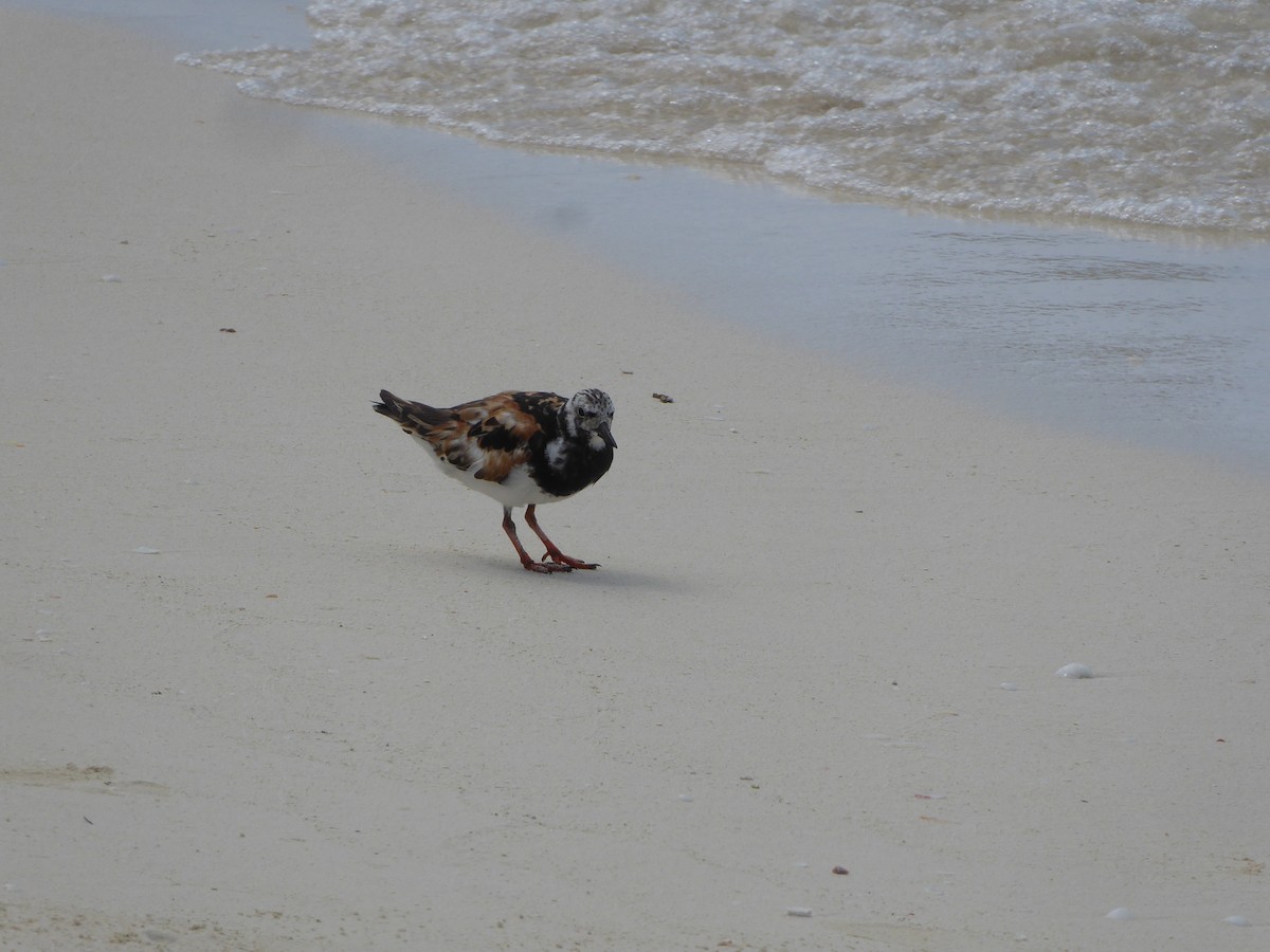 Ruddy Turnstone - ML608530946