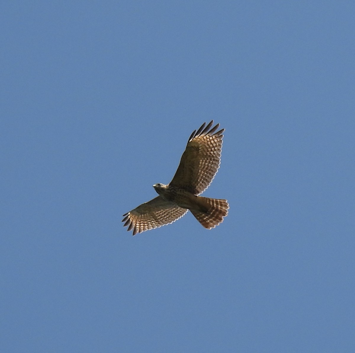 Red-shouldered Hawk - ML608530954