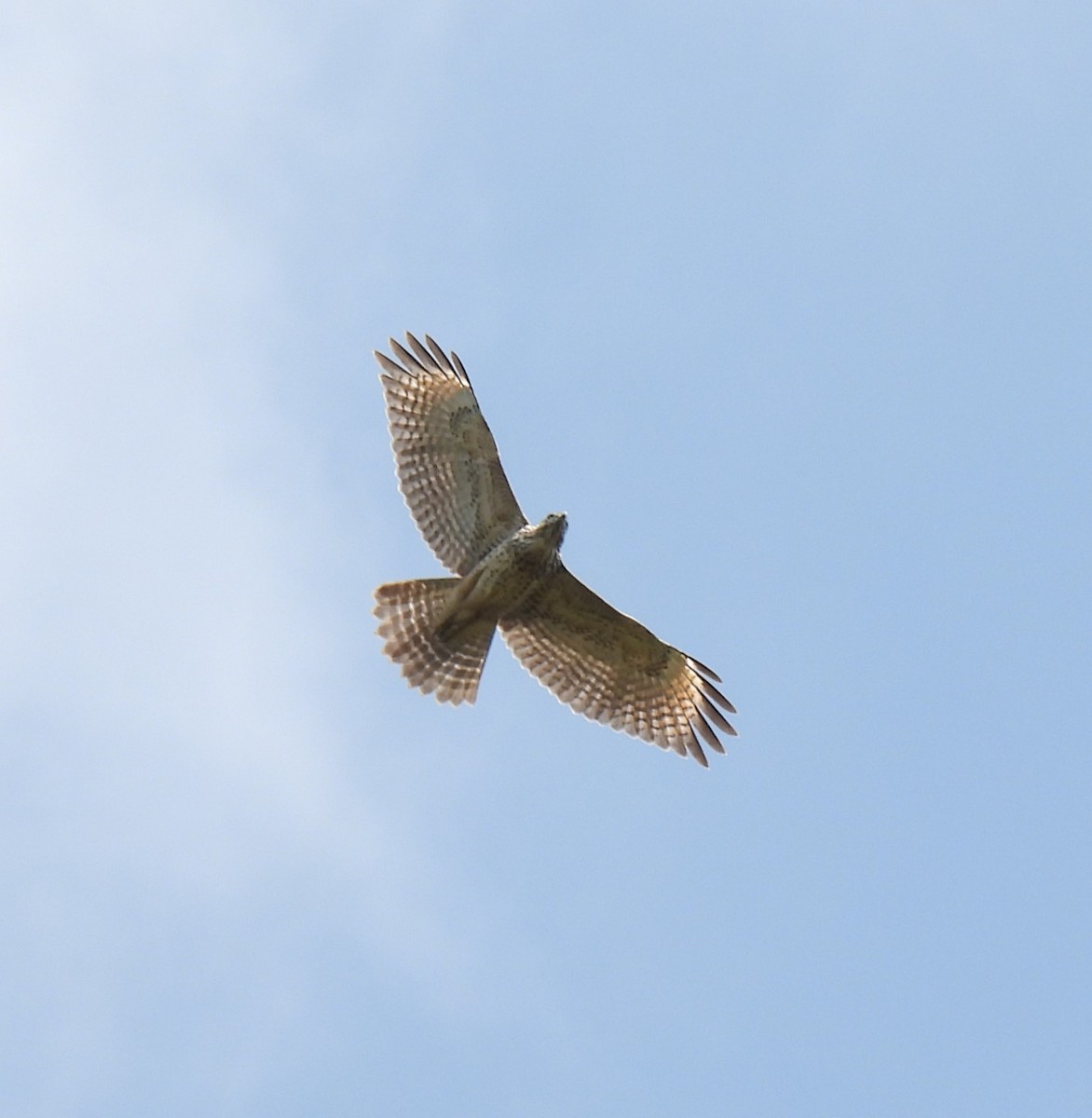 Red-shouldered Hawk - ML608530959