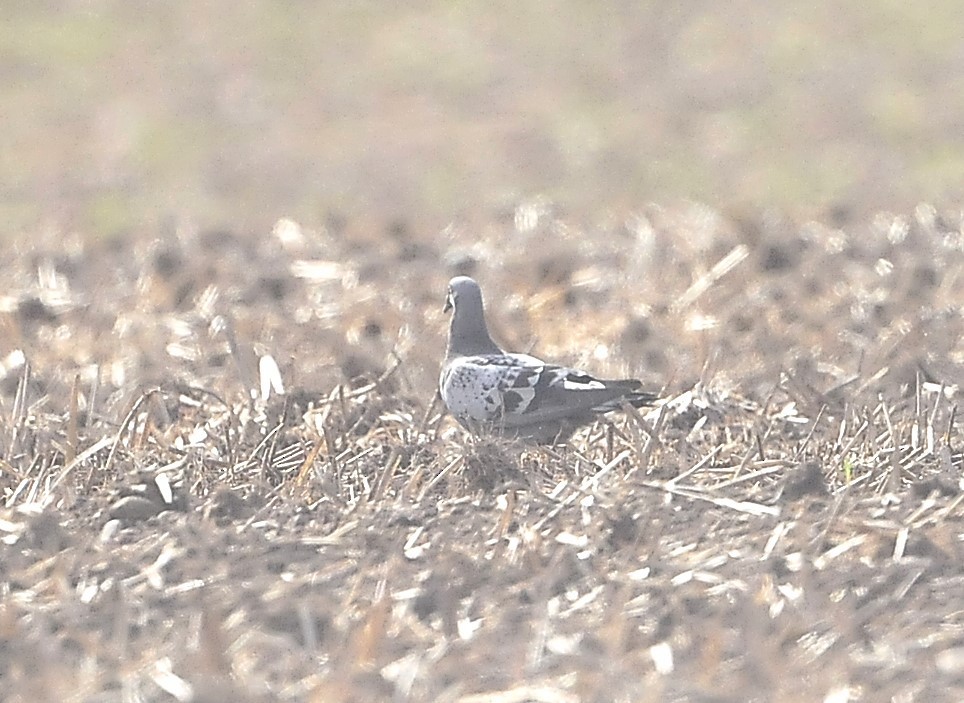 Rock Pigeon (Feral Pigeon) - ML608530973