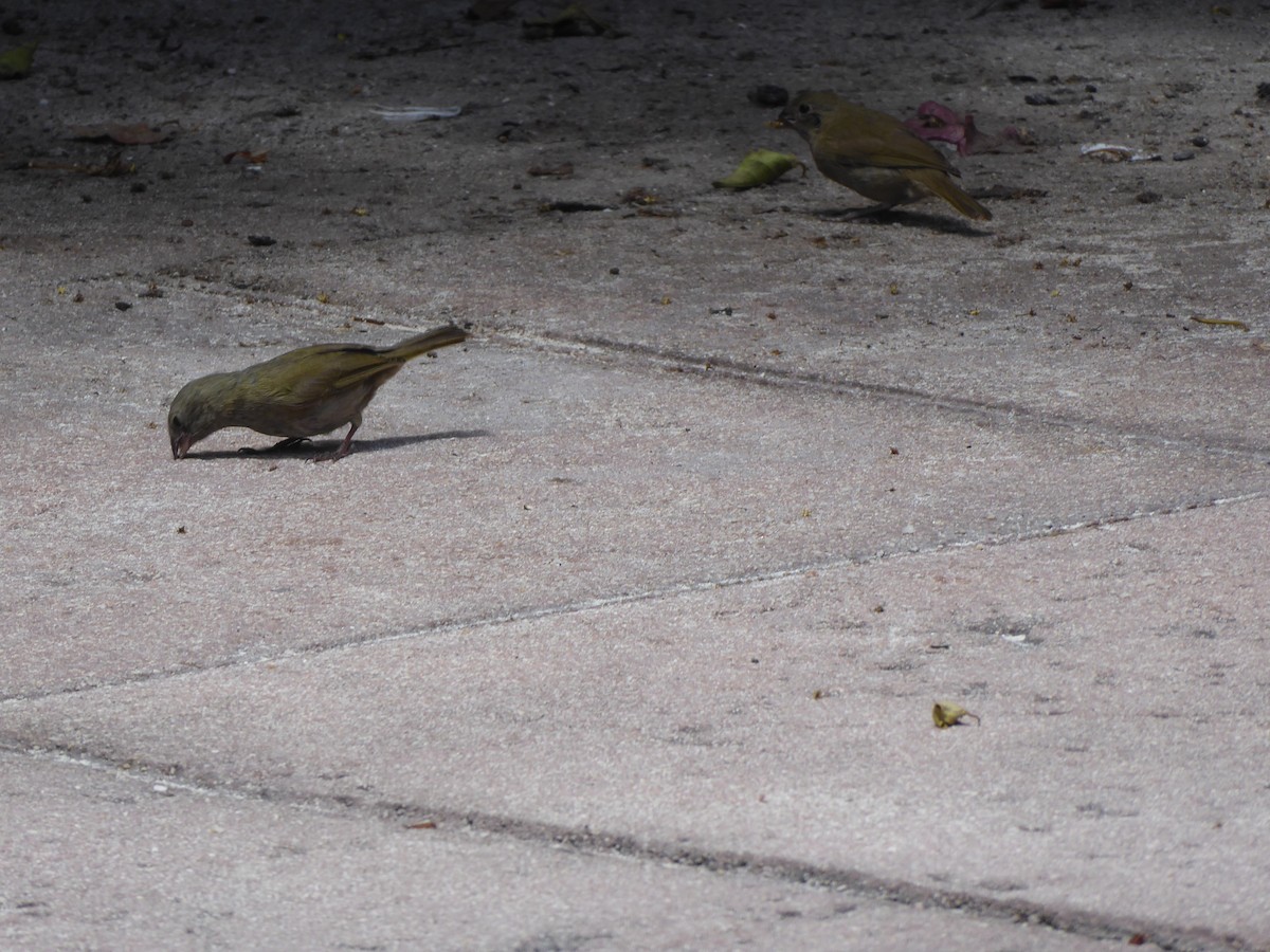 Black-faced Grassquit - ML608530979