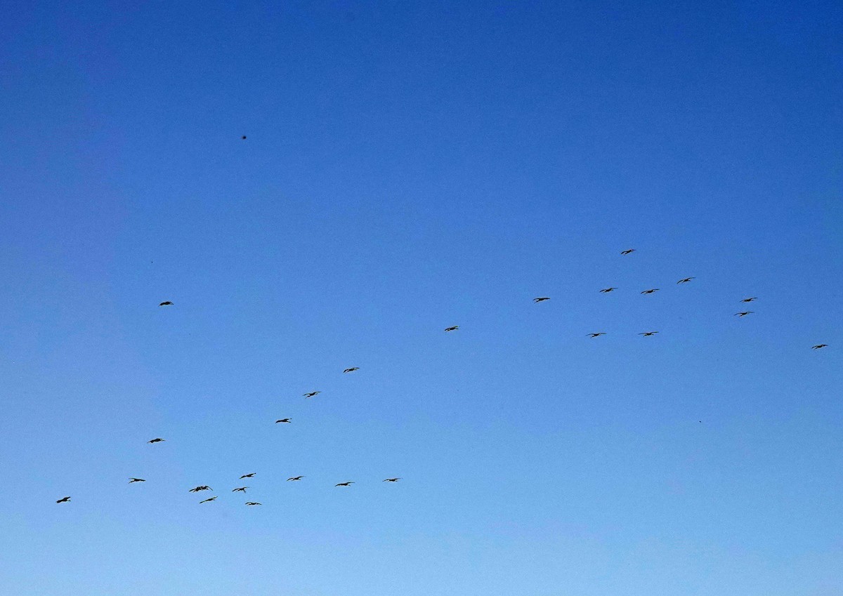 White-faced Ibis - ML608530996