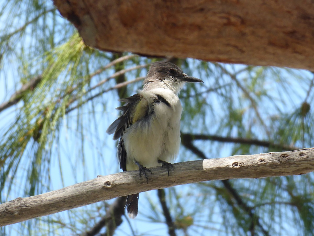 Loggerhead Kingbird - ML608531024