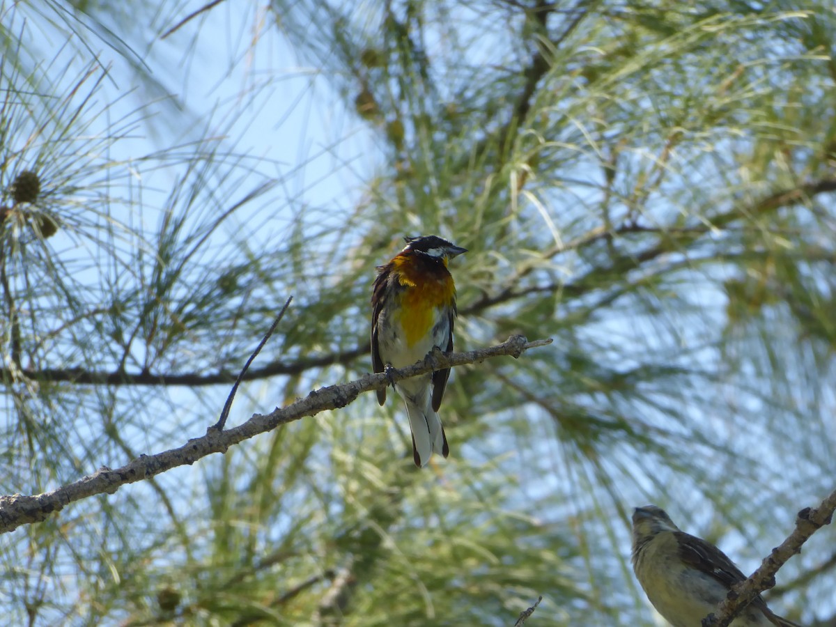 Western Spindalis - Anonymous